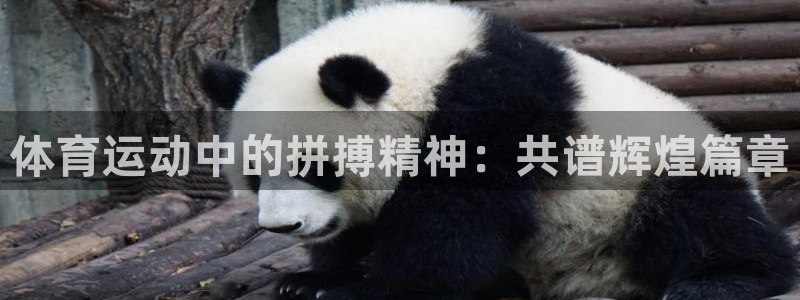 东莞市意昂电子科技有限公司：体育运动中的拼搏精神：共谱辉煌篇章